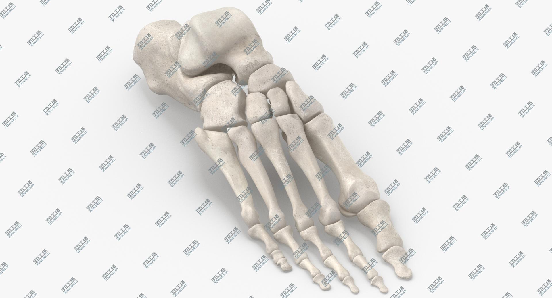 images/goods_img/2021040232/Real Human Foot Bones Anatomy 01 White model/1.jpg